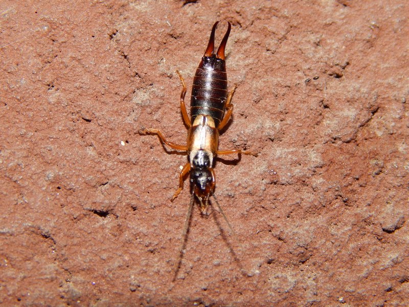 Femmina di Forficula auricularia da Arluno (MI)